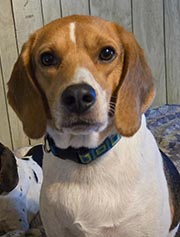 Waylon